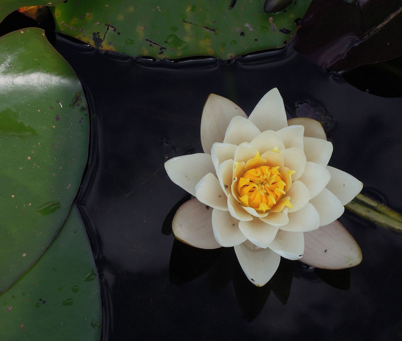 Lotus Sutra