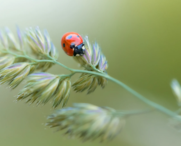 ladybug