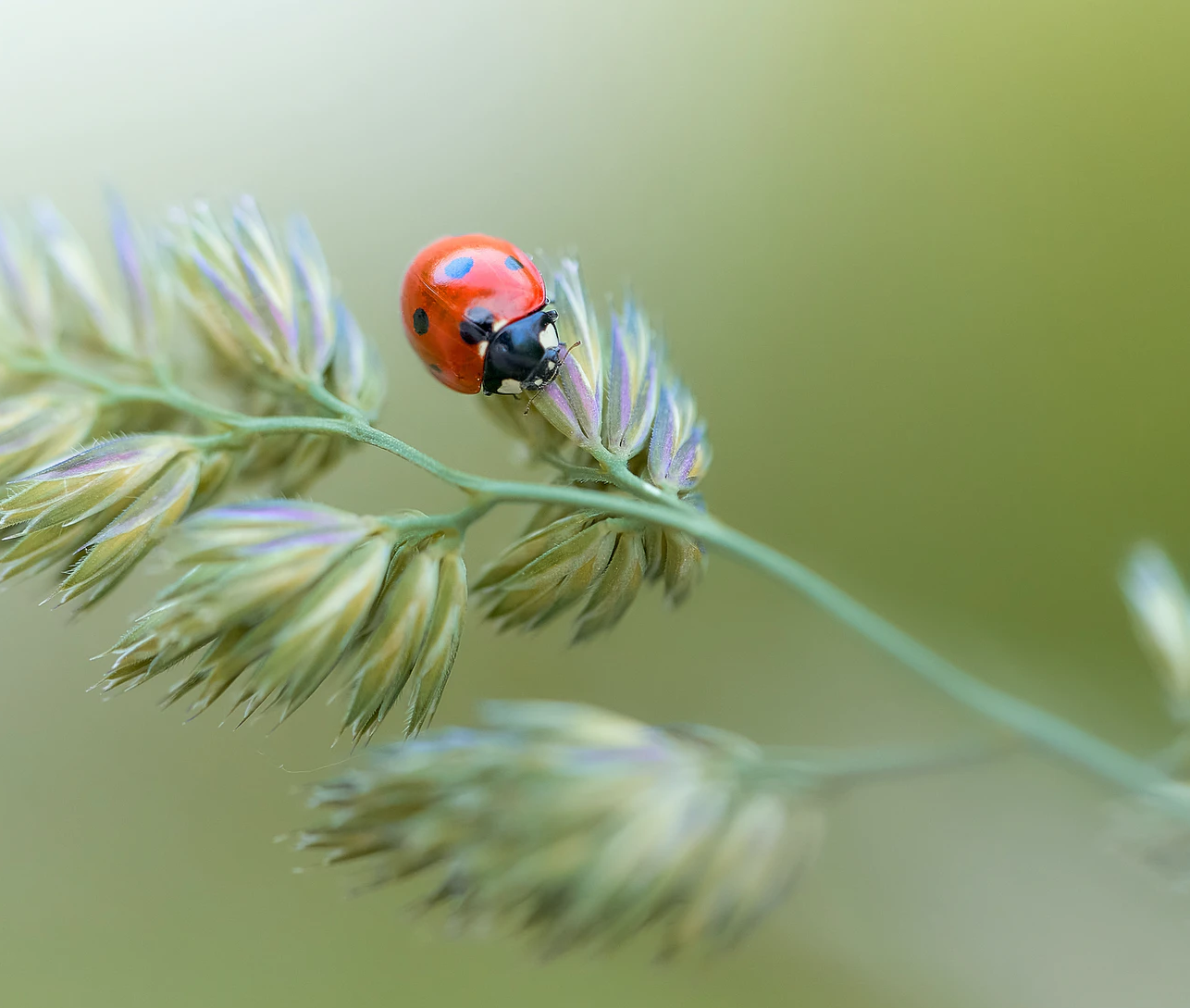 ladybug